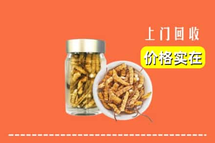 衢州市回收散虫草