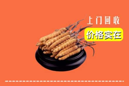 衢州市回收冬虫夏草